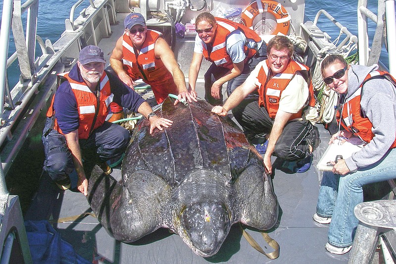 In this photo provided by Heather Harris, taken Sept. 25, 2007, in the waters off central California, scientists including Scott Benson, at far left, can be seen posing with a giant western Pacific leatherback sea turtle as they take measurements and attach a GOP satellite tracking device to its shell. All seven distinct populations of leatherbacks in the world are troubled, but a new study shows an 80% population drop in just 30 years for one extraordinary sub-group that migrates 7,000 miles across the Pacific Ocean to feed on jellyfish in cold waters off California. Scientists say international fishing and the harvest of eggs from nesting beaches in the western Pacific are to blame. (Heather Harris/NOAA-ESA Permit #15634 via AP)