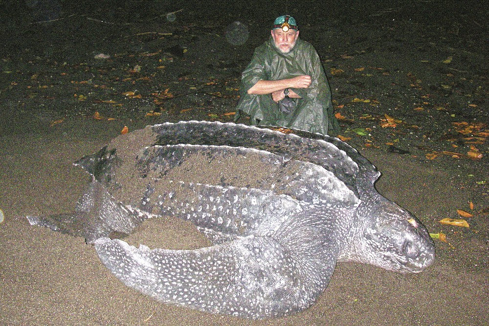 In this December 2006 photo provided by Karin Forney, is Scott Benson, an ecologist and leatherback turtle expert with the National Oceanic and Atmospheric Administration Fisheries Service, posing with a female western Pacific leatherback turtle on a nesting beach on Santa Isabel Island in the Solomon Islands. All seven distinct populations of leatherbacks in the world are troubled, but a new study shows an 80% population drop in just 30 years for one extraordinary sub-group that migrates 7,000 miles across the Pacific Ocean to feed on jellyfish in cold waters off California. Scientists say international fishing and the harvest of eggs from nesting beaches in the western Pacific are to blame. (Karin Forney via AP)