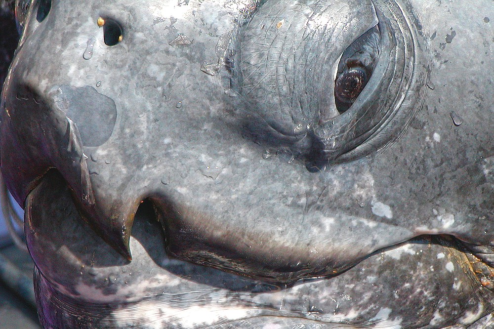 In this Sept. 10, 2002, photo provided by Scott Benson, a leatherback turtle is seen in Monterey, Calif., during a scientific expedition to research the turtles' migration patterns. All seven distinct populations of leatherbacks in the world are troubled, but a new study shows an 80% population drop in just 30 years for one extraordinary sub-group that migrates 7,000 miles across the Pacific Ocean to feed on jellyfish in cold waters off California. Scientists say international fishing and the harvest of eggs from nesting beaches in the western Pacific are to blame. (Scott Benson via AP)