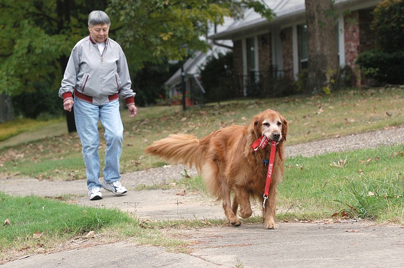10/6/03
Arkansas Democrat-Gazette/STEPHEN B. THORNTON
Who's walking Who?
Leash clinched in teeth, golden retreiver Buffy leads her owner Marian Howell for a walk along Pope Ave. in North Little Rock Monday morning. "There's a leash law, so she's got her leash, " Howell jokingly quips. She says her dogs always wants to carry the leash but never strays from her, not even to chase a squirel.