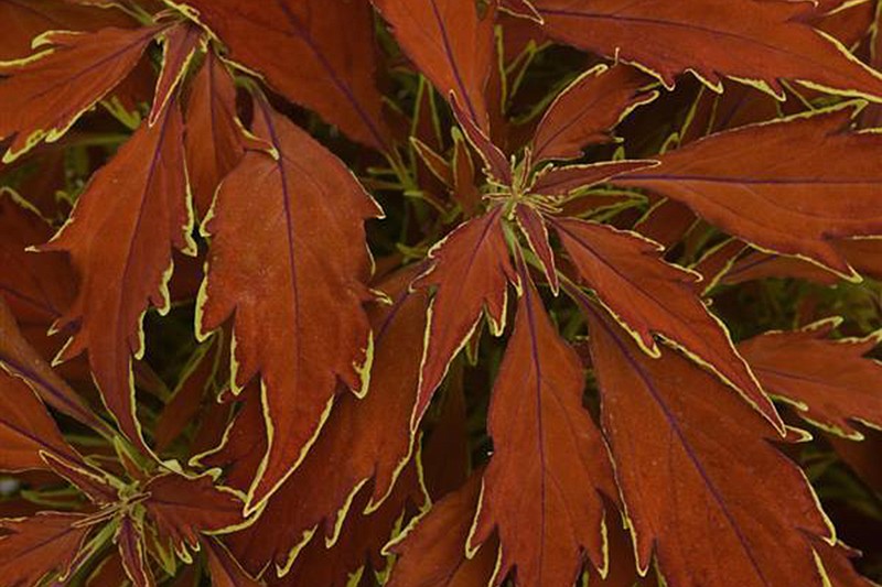 Among the plants that are new to the Arkansas Diamonds program for 2021 is Coleus FlameThrower Cajun Spice. (Courtesy of Arkansas Green Industry Association)