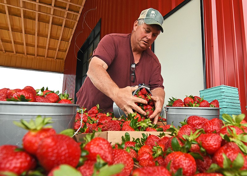 Tim Odom, co-owner of Holland Bottom Farm, fills flats with freshly picked strawberries Wednesday during their season‚Äôs opening day in Cabot.
(Arkansas Democrat-Gazette/Staci Vandagriff)