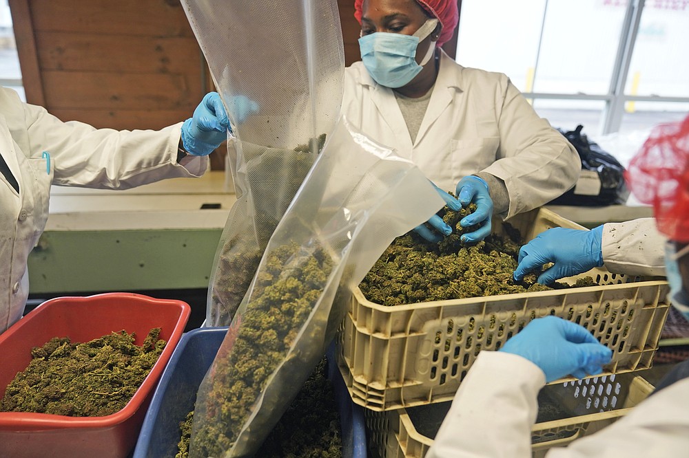 Workers sort and trim hemp plants at Hepworth Farms in Milton, N.Y., Monday, April 12, 2021. Last month, New York became the second-largest state to legalize recreational marijuana after California, with retail sales expected to begin as early as next year. (AP Photo/Seth Wenig)