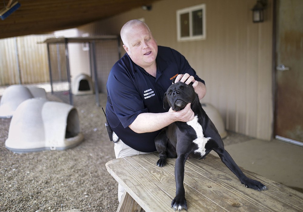 Director of Animal Services Cody Wilson pets Manchas, a black lab and pitbull mix, who came from Bentonville, Thursday, April 15, 2021 at the Centerton Animal Shelter in Centerton. The city of Bentonville could start construction on a city animal resource center this summer. The city has a contract with Centerton to bring stray dogs to the shelter there. Check out nwaonline.com/210416Daily/ for today's photo gallery.
(NWA Democrat-Gazette/Charlie Kaijo)