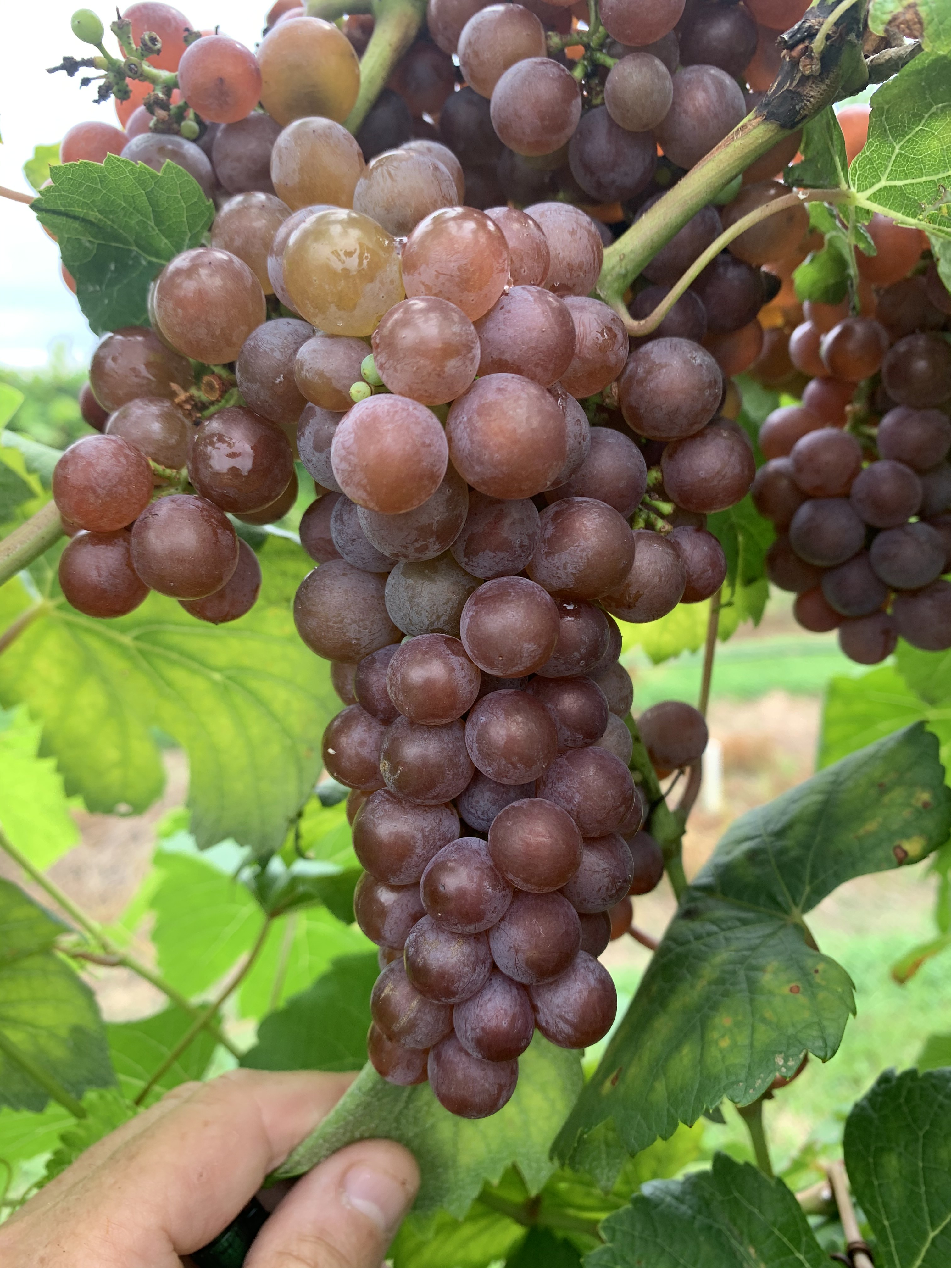 Wine grapes’ tasters liking what they hear