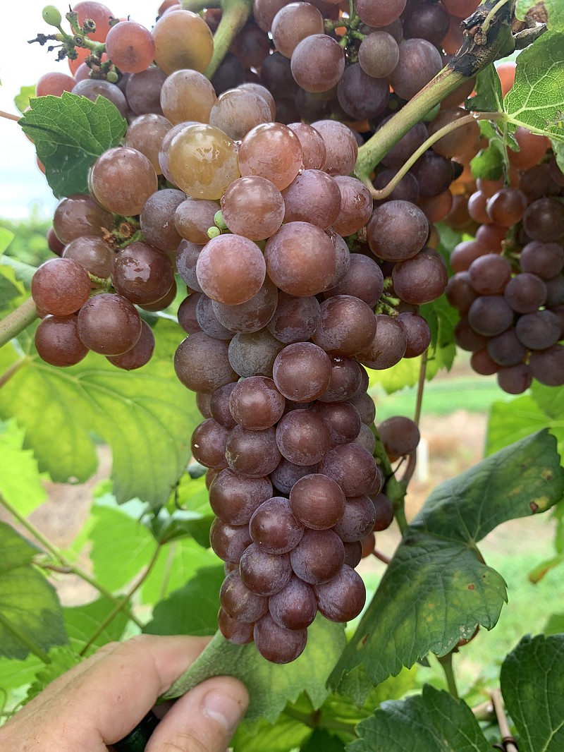 This August 2020 photo shows Dazzle, a pink grape that produces a white Gerwürztraminer-type wine. (Special to The Commercial/John R. Clark)
