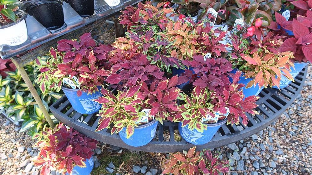 The FlameThrower series of coleus was selected for the 2021 Arkansas Diamonds program. (Special to the Democrat-Gazette/Janet B. Carson)