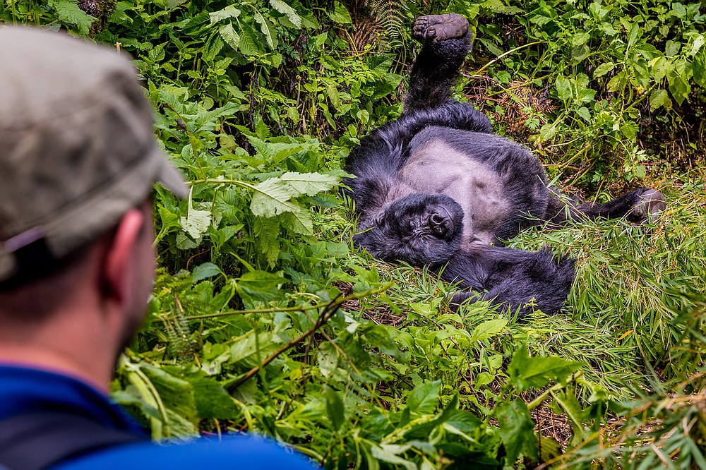 A tourist watches a relaxing silverback mountain gorilla in Uganda’s Mgahinga National Park. (Courtesy of Marcus Westberg)