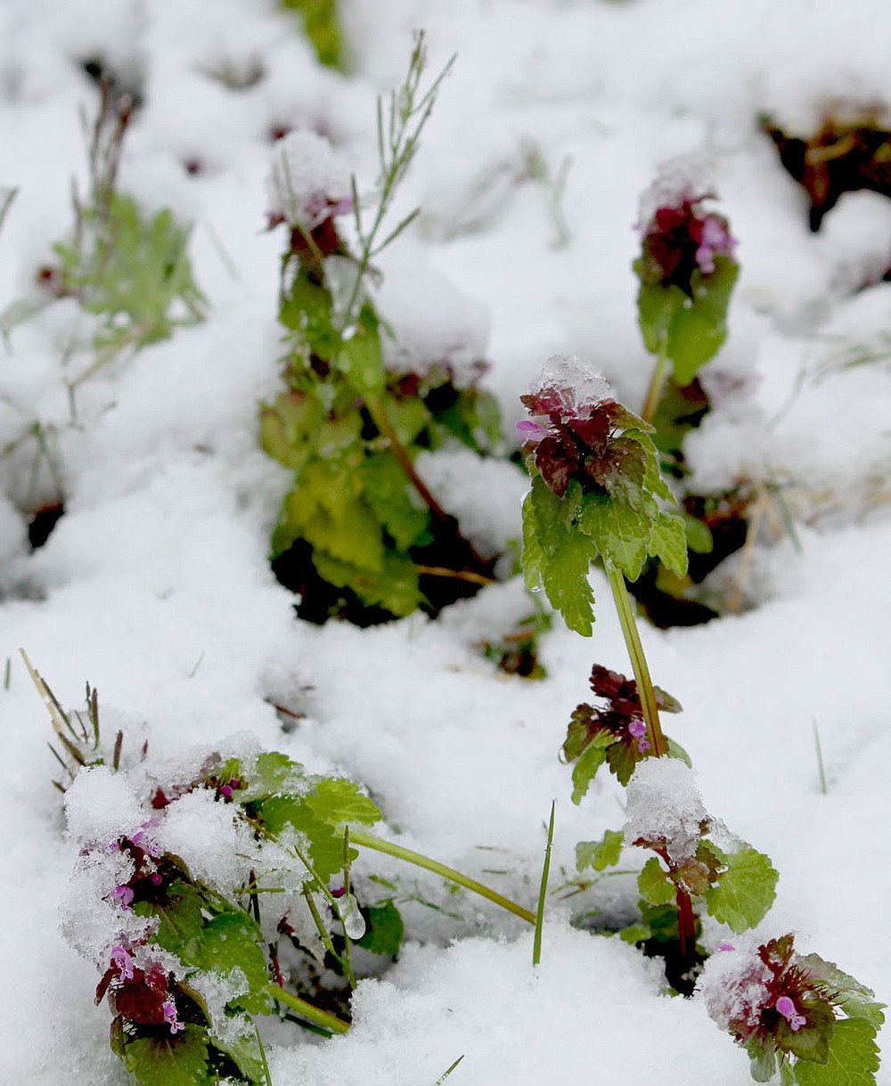 Keith Bryant/The Weekly Vista
Purple dead nettles poke out from under the snow, each capped with a tiny bit of ice after last week's unusual snow.
