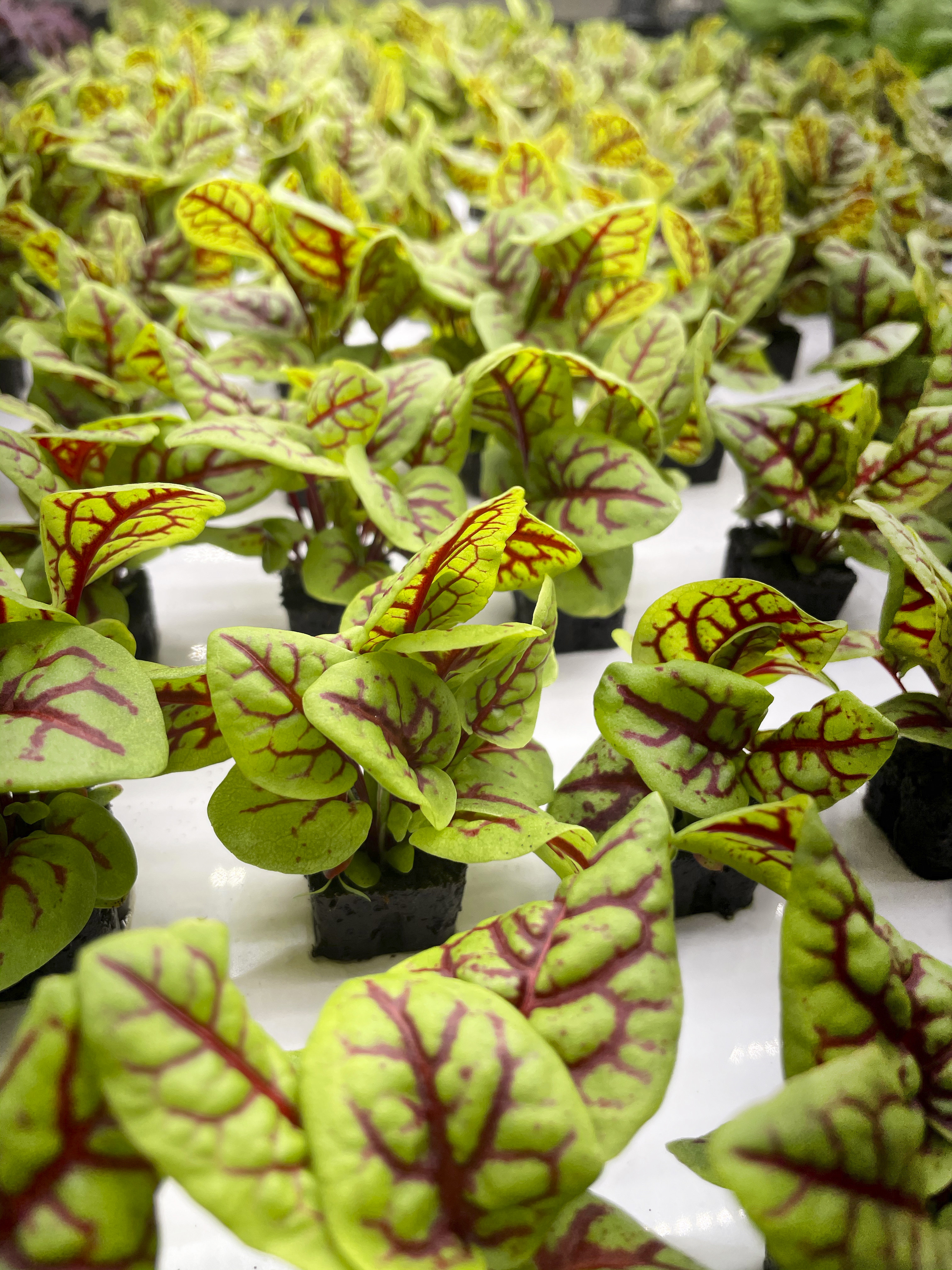UA and 80 Acres Farms to study vertical farming