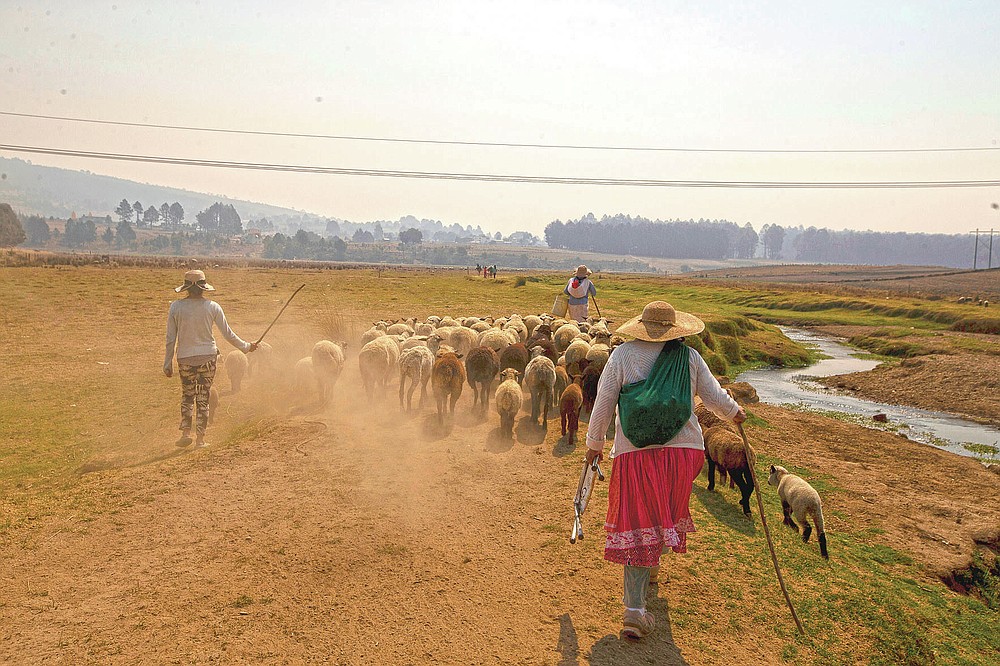 Shepherds walk with their flock along the banks of the Villa Victoria Dam, the main water supply for Mexico City residents, on the outskirts of Toluca, Mexico, Thursday, April 22, 2021. Drought conditions now cover 85% of Mexico, and in areas around Mexico City and Michoacán, the problem has gotten so bad that lakes and reservoirs are drying up. (AP Photo/Fernando Llano)