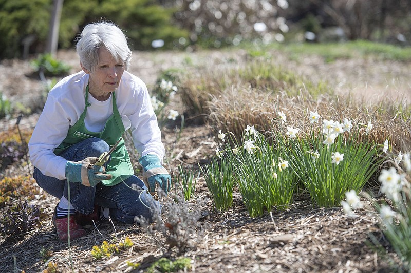 Jacqueline King of Johnson pulls weeds Monday March 29, 2021 while volunteering at the Botanical Garden of the Ozarks in Fayetteville. King is a Washington County Master Gardner. The garden will be open on Wednesdays starting next week. For more information see www.bgozarks.org. Visit nwaonline.com/210330Daily/ and nwadg.com/photos. (NWA Democrat-Gazette/J.T. Wampler)