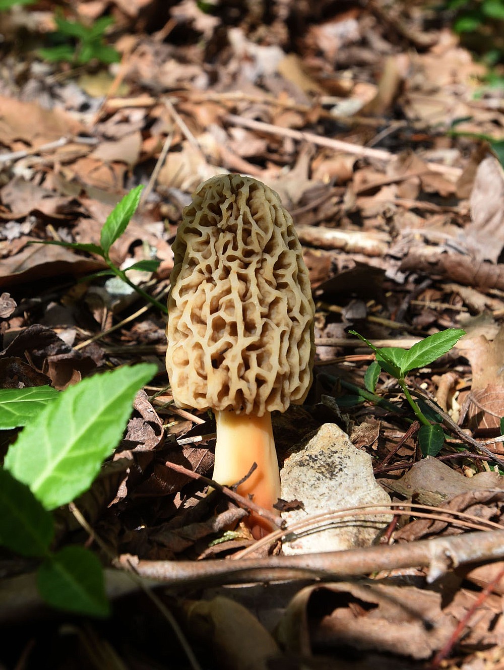 Morel mushrooms April 14 2021 are a delicious springtime treat.
(NWA Democrat-Gazette/Flip Putthoff)