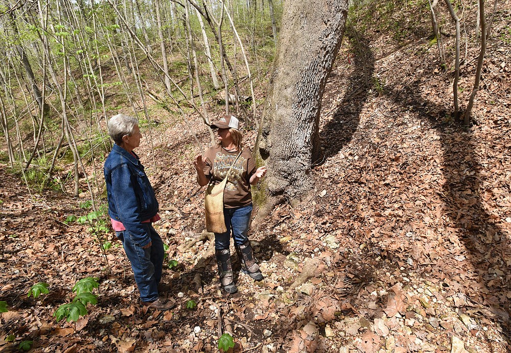 Lois Payne (left) gets a lesson in mushroom hunting on April 14, 2021, from mushroom sleuth Melissa Nichols.
(NWA Democrat-Gazette/Flip Putthoff)