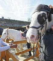photo thumbnail