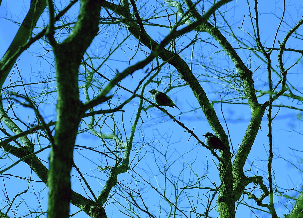 Rusty blackbirds rest near a hatchery pond in mid March 2021. Rusty blackbirds nest in the boreal forests of northern Canada and migrate to Arkansas and the Southeast during winter. They have likely flown north by now.
(NWA Democrat-Gazette/Flip Putthoff)