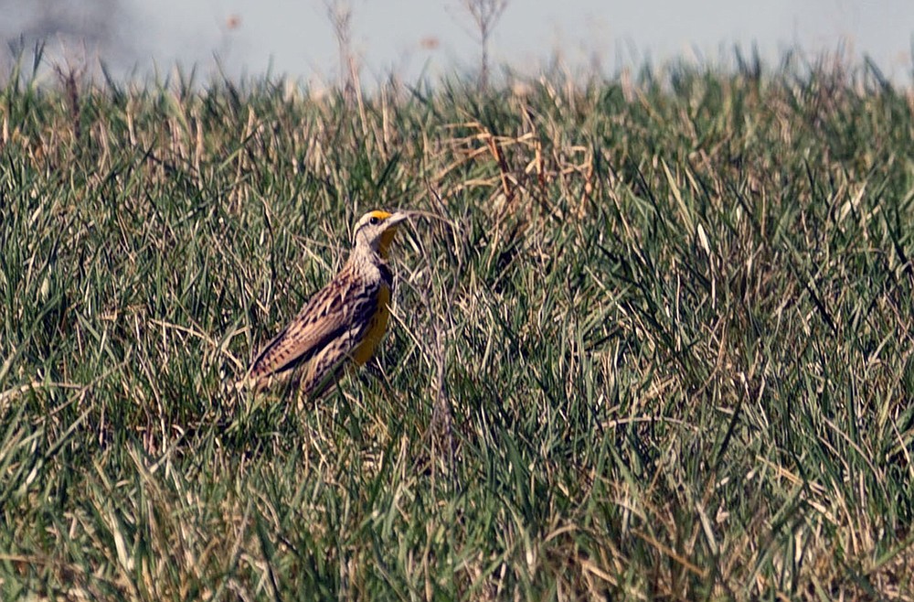 A meadowlark explores a hatchery meadow.
(NWA Democrat-Gazette/Flip Putthoff)