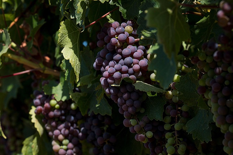 Grapes hang on vines in a vineyard in Napa, Calif., on July 29, 2020. MUST CREDIT: Bloomberg photo by David Paul Morris.