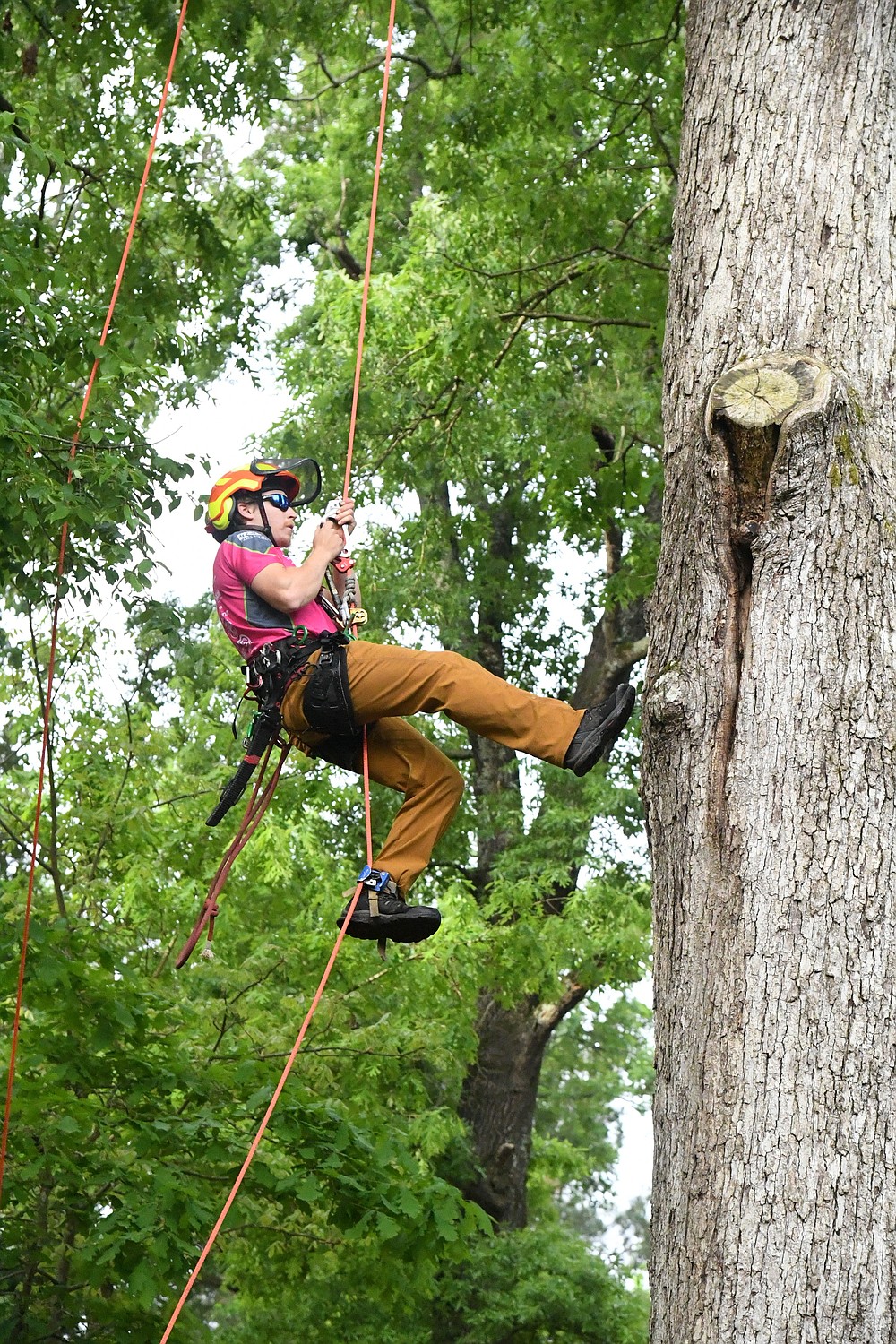 WATCH Arborists from across U.S. compete, learn at climbing event
