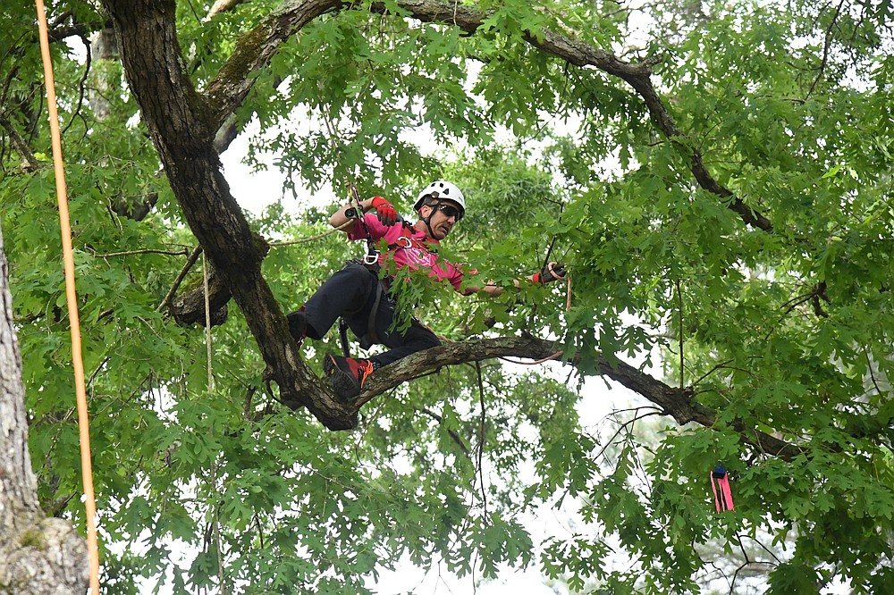 WATCH Arborists from across U.S. compete, learn at climbing event