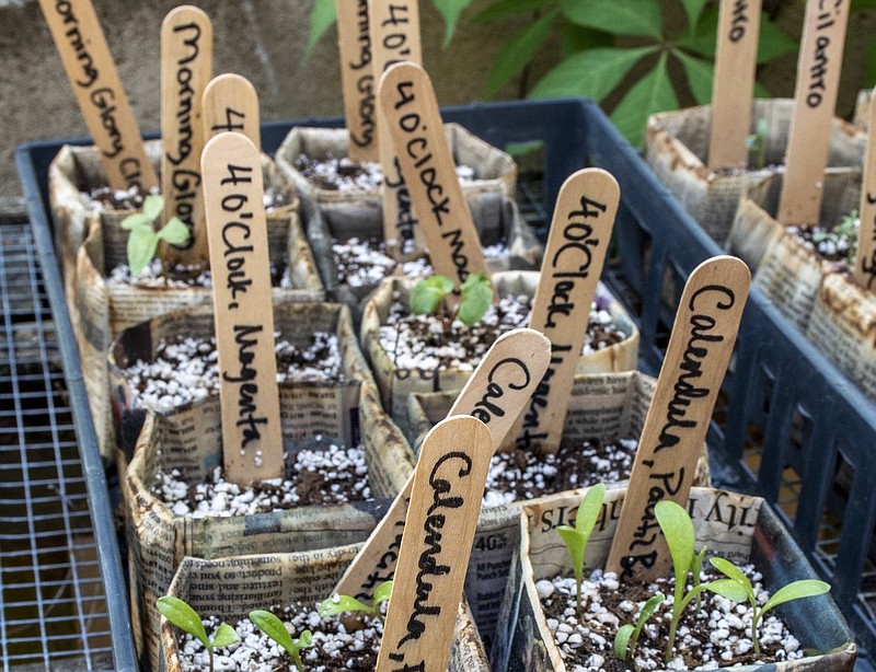 These plants were sprouted from seeds in the CALS Seed Library. (Arkansas Democrat-Gazette/Cary Jenkins)