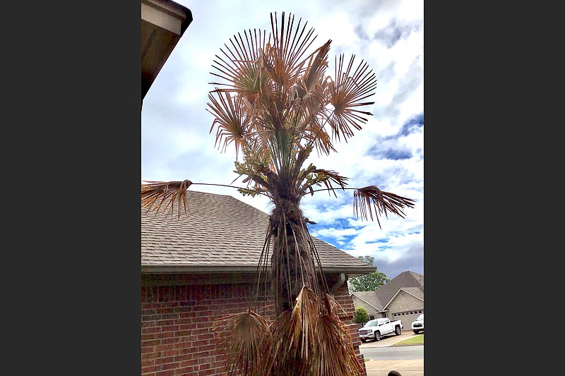 Although it looks rough, this 18-foot palm is recovering and likely to grow rapidly as the weather warms. (Special to the Democrat-Gazette)