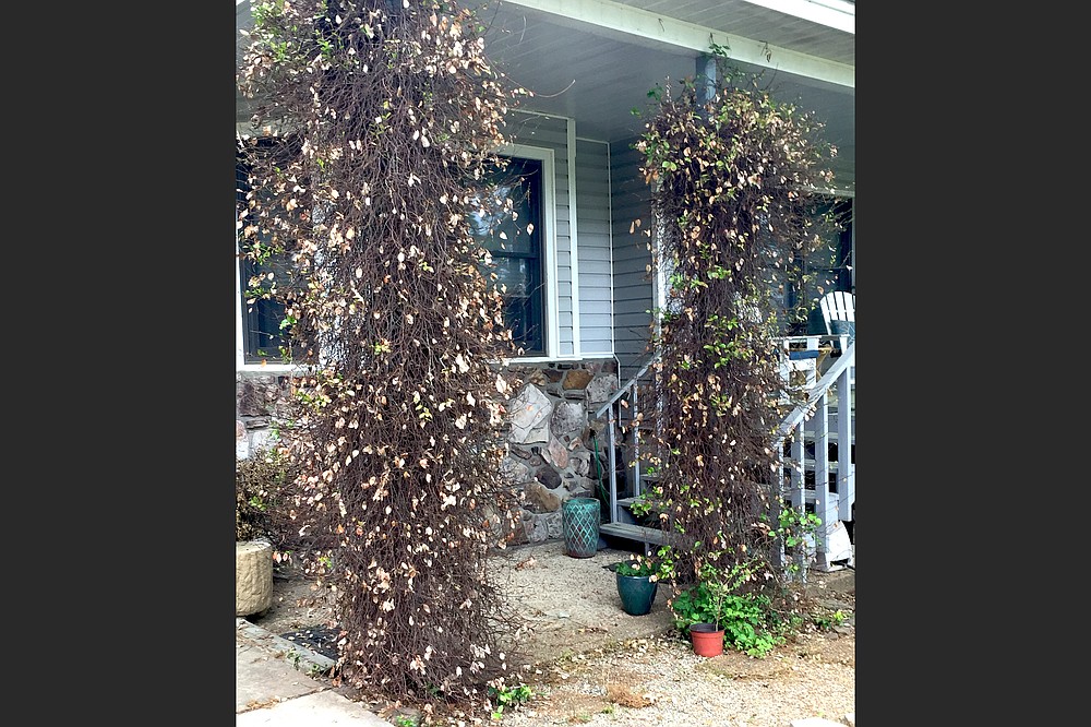 IN THE GARDEN Palm tree recovering well — prune lightly, then wait for