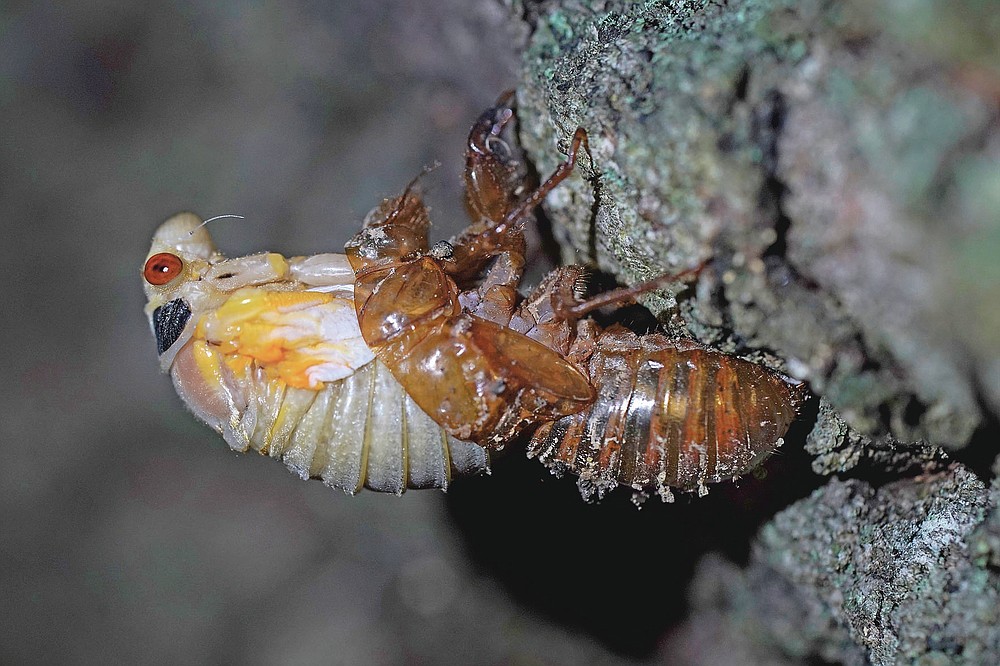 Trillions of cicadas about to emerge