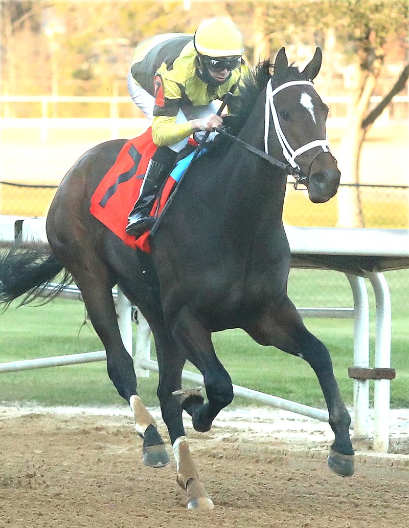 Jockey Florent Geroux guides Caddo River across the wire to win the Smarty Jones Stakes at Oakawn Racing Casino Resort on Jan. 22. Trainer Brad Cox said that the 3-year-old colt, along with Mandaloun and Essential Quality, would be missing the May 15 Preakness Stakes at Pimlico. - Photo by Richard Rasmussen of The Sentinel-Record