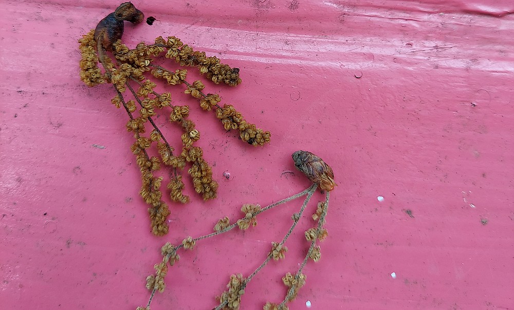 The post oak (Quercus stellata) produces male flowers called catkins.  (Especially for the Democrat Gazette)