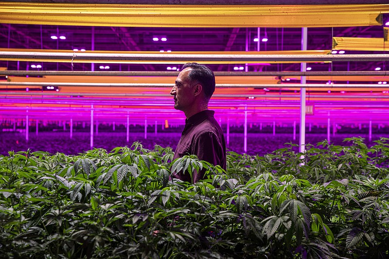 Pankaj Talwar is the chief executive of Copperstate Farms, a cannabis company in Snowflake, Ariz. Copperstate Farms bills itself as the largest wholesaler of cannabis in the state — it could be the biggest greenhouse dedicated exclusively to cannabis in North America.
(The New York Times/Adriana Zehbrauskas)