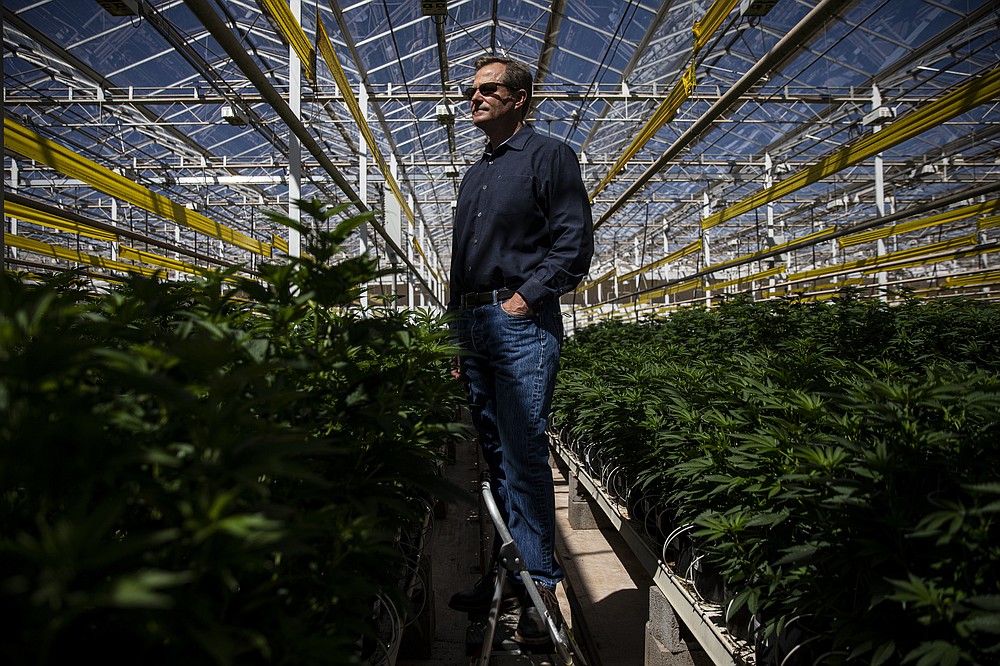 Fife Symington IV, a partial owner of Copperstate Farms, a cannabis company in Snowflake, Ariz., in the company's greenhouse on March 23, 2021. Copperstate Farms bills itself as the largest wholesaler of cannabis in the state — it may be the biggest greenhouse dedicated exclusively to cannabis in North America. (Adriana Zehbrauskas/The New York Times)