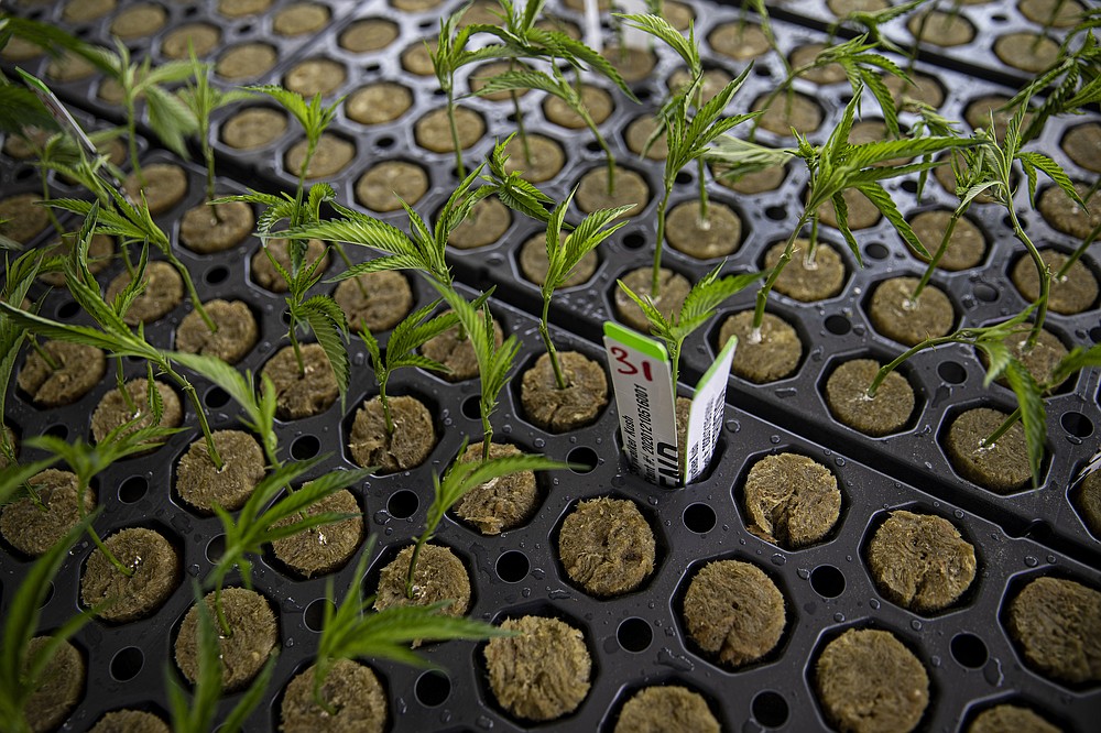 Clones, or cuttings of cannabis mother plants, are prepared for cultivation at Copperstate Farms in Snowflake, Ariz., March 23, 2021. Copperstate Farms bills itself as the largest wholesaler of cannabis in the state — it may be the biggest greenhouse dedicated exclusively to cannabis in North America. (Adriana Zehbrauskas/The New York Times)