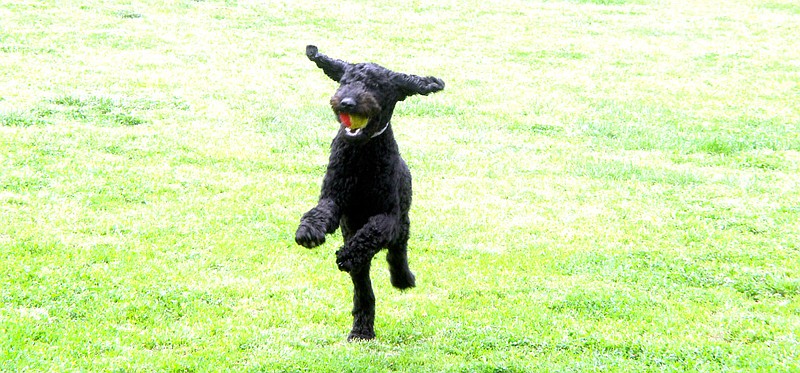 Marc Hayot/Herald-Leader Stella, a one-year-old Standard Poodle brings back a ball to her owner Terra Allen at the Tails and Trails Dog Park in Siloam Springs. This Saturday, the dog park will hold the first Bark at the Park. Owners and their canine companions may come out and visit with area vendors like Joint Forces K-9; Pink Poodle and the animal shelter, run the obstacle course and get a portrait by Deanna Larkin Photography.