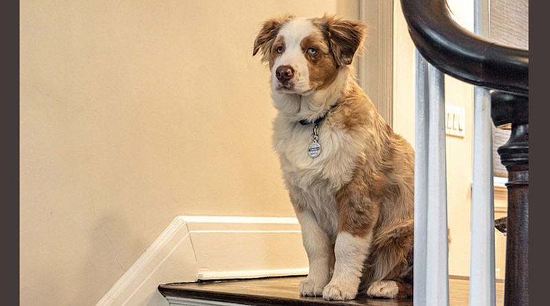 A dog at a home in Montclair, N.J., on Feb. 26, 2021. In a recent study in Hungary, researchers found that dogs with personality characteristics they had grouped under the "grumpy" heading were better able to learn from a stranger than more easygoing dogs. (The New York Times/Tom Sibley)