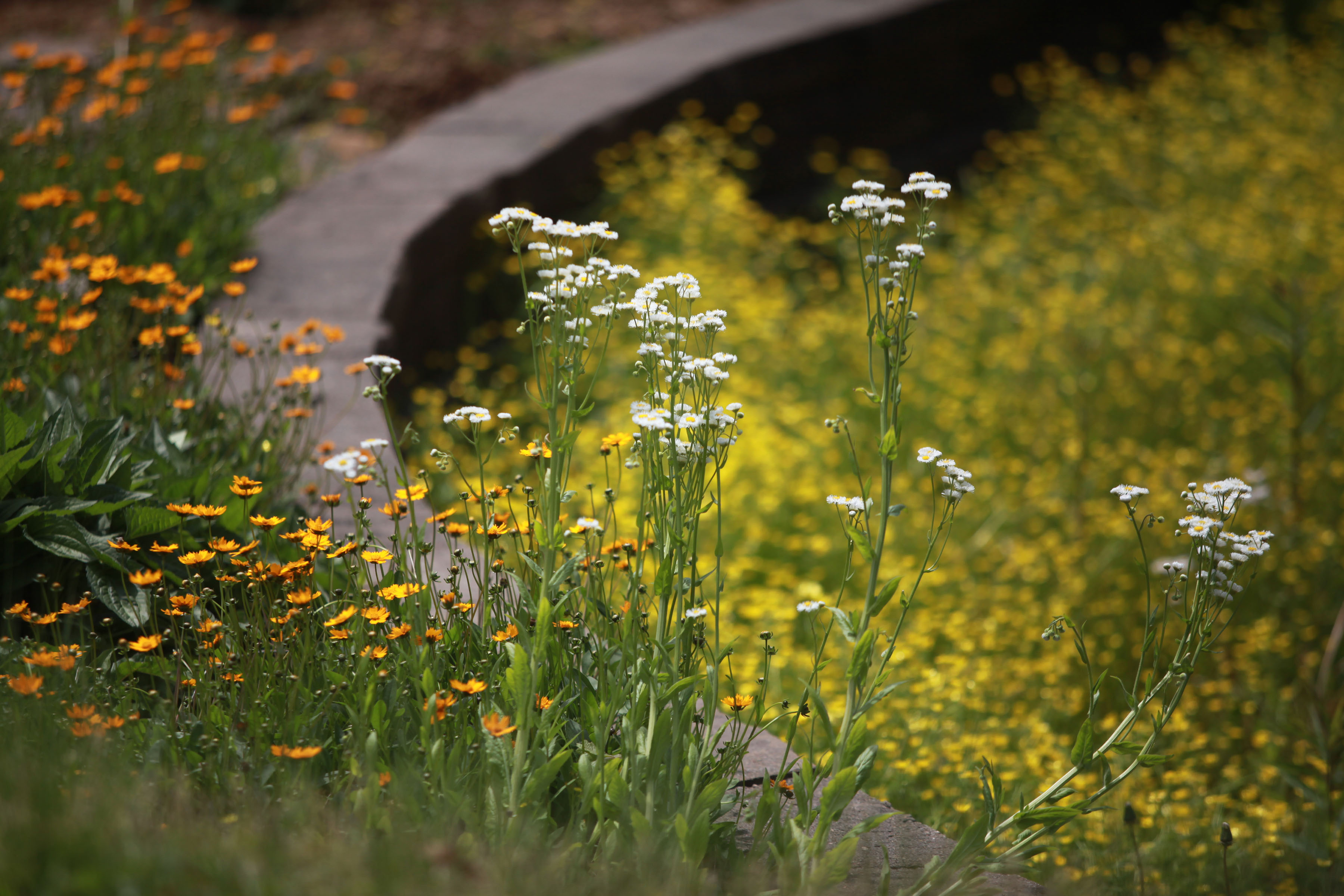 Beautiful rain gardens eco-friendly