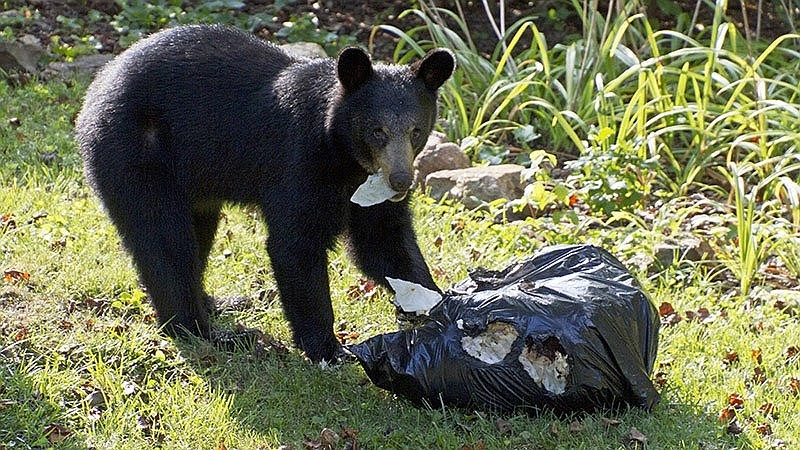 A file photo shows a black bear scavenging for food. (Special to The Commercial/Arkansas Game and Fish Commission)