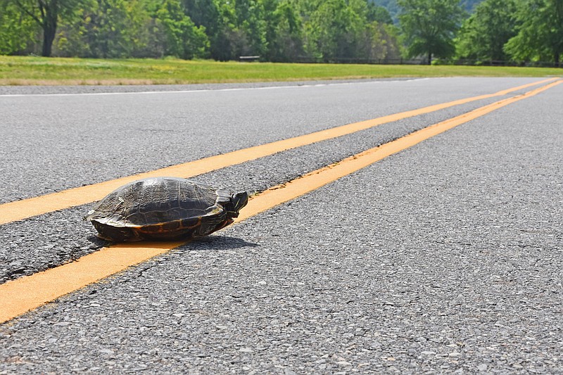 If you see a turtle crossing the road, stop and help it to the other side if it is safe to do so. It is not advised to take the turtle with you or move it back to where it came from. Box turtles are increasingly rarer sights because of human activity. (Arkansas Democrat-Gazette/Staci Vandagriff)