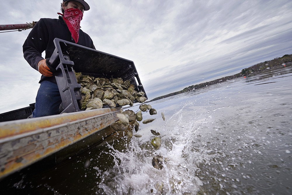 Kyle Pfau, an oysterman with Fat Dog Shellfish Co., dumps out a tray of adult "Uglie" oysters from Maine onto a relocation area at Great Bay, Monday, May 3, 2021, in Durham, N.H. Thousands of Uglies from Maine, which were left to grow due to lack of retail demand of more than a year because of the virus outbreak, were relocated to Great Bay to enhance the shellfish species in New Hampshire coastal waters. (AP Photo/Charles Krupa)