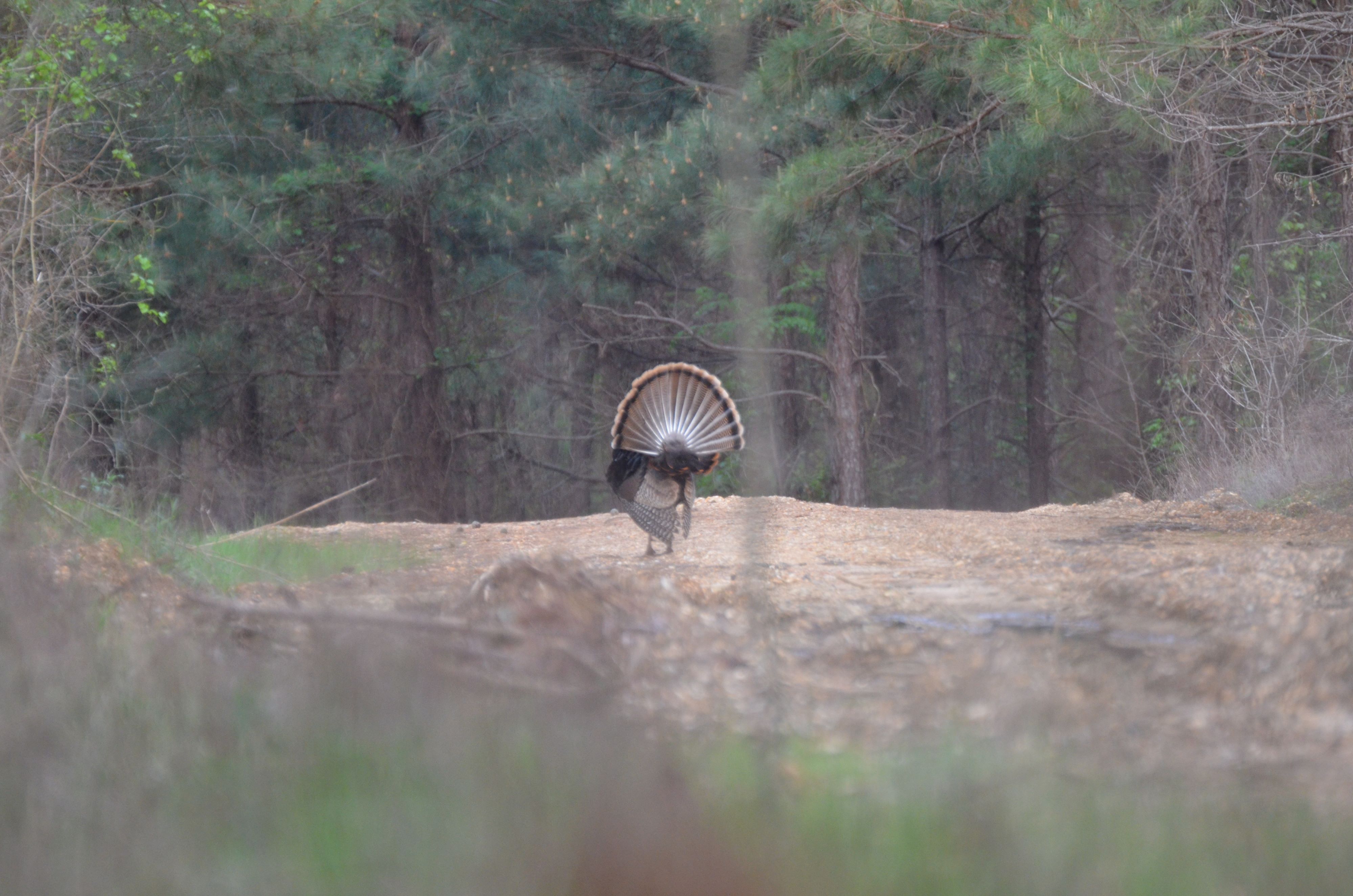 Birds, cold snap alter spring turkey season