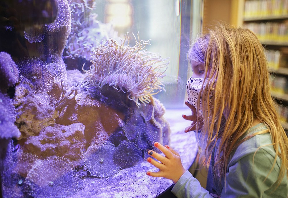 Heyden Garrett, 8, of Bentonville peers into an aquarium, Thursday, May 13, 2021 at the Bentonville Library in Bentonville. The Bentonville Library Foundation plans to raise 10.5 million to the full needs assessment plan. Check out nwaonline.com/210514Daily/ for today's photo gallery.
(NWA Democrat-Gazette/Charlie Kaijo)