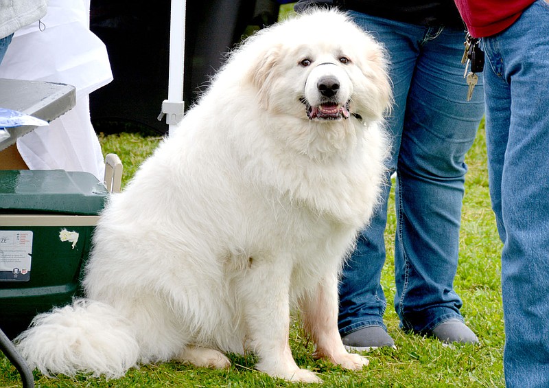 The big dog Siloam Springs HeraldLeader