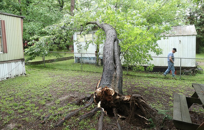 Homeowner Davis Caldwell walks near a neighbor’s oak tree that fell onto his trailer home and a power line at 105 Keith Drive after heavy rains moved through the area around 1 p.m. Monday. Piney Fire Department responded to the scene. No injuries were reported. - Photo by Richard Rasmussen of The Sentinel-Record