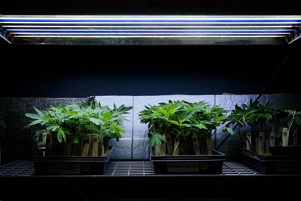 Cannabis seedlings are for sale at La Florista Cannabis dispensary in Weed, Calif. California allows residents to buy the plants and grow their own. (The New York Times/Max Whittaker)
