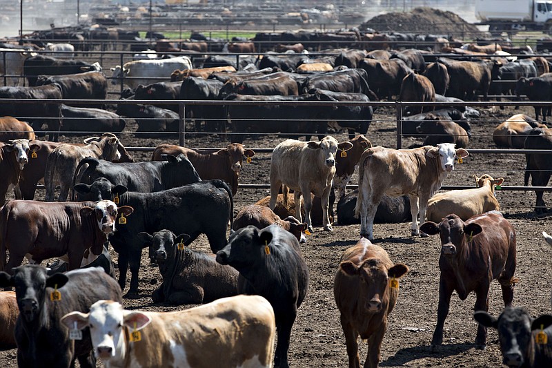 Beef cattle stand at the Texana Feeders beef cattle feedlot in Floresville, Texas, on May 7, 2018. MUST CREDIT: Bloomberg photo by Daniel Acker.