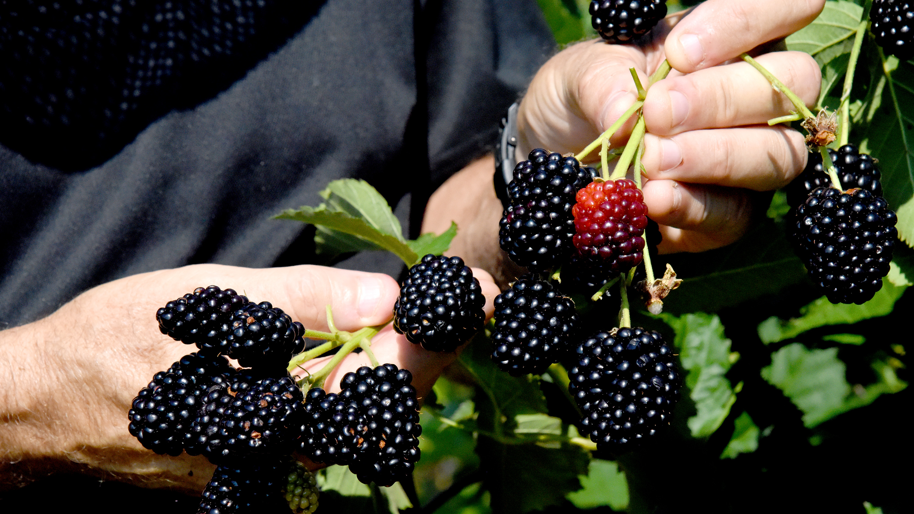 Blackberries in Arkansas focus of tour