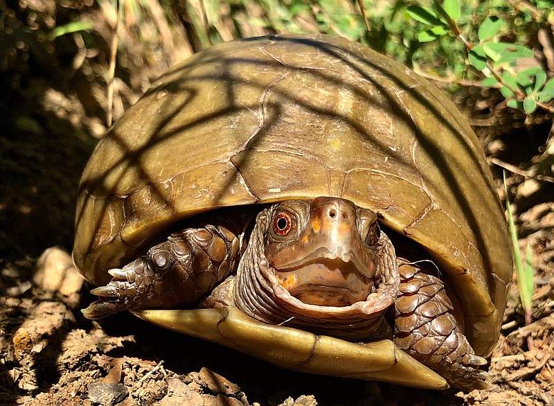 A box turtle makes its way July 19, 2019, through the woods in Greenland. Arkansas is home to 16 species of turtle, but their numbers appear to be declining. Visit nwaonline.com/210523Daily/ for today's photo gallery. 
(NWA Democrat-Gazette/Andy Shupe)