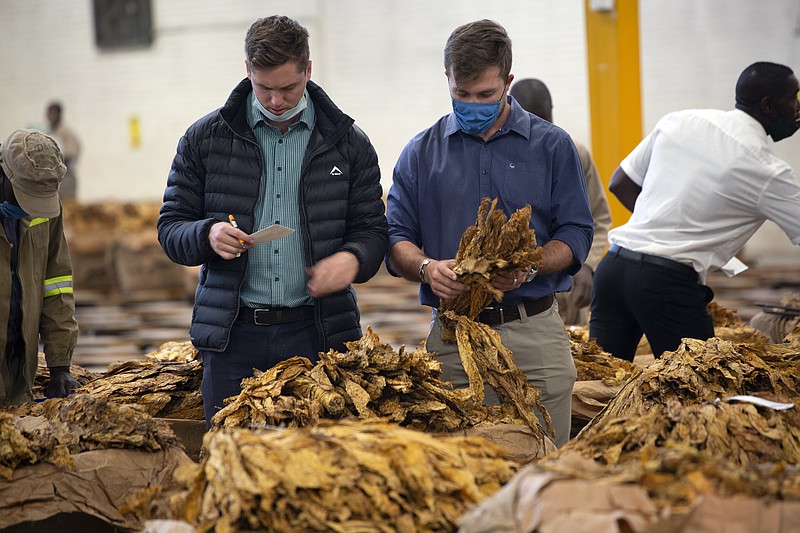 Tobacco auctioneers inspect the tobacco crop before an auction in Harare, Thursday, April 8, 2021. Zimbabwe’s tobacco is flourishing again. And so are the auctions where merchants are fetching premium prices for the “golden leaf” that is exported around the world. Many of the small-scale farmers complain they are being impoverished by middlemen merchants who are luring them into a debt trap. (AP Photo/Tsvangirayi Mukwazhi)