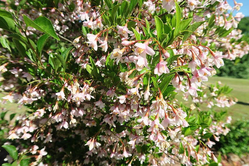 "Pink Chimes" is a showy cultivar of Styrax, a genus of small flowering trees or large bushes. (Special to the Democrat-Gazette/Janet B. Carson)