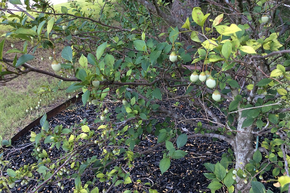 Styrax bears olive-shaped fruits that hang on into fall. (Special to the Democrat-Gazette/Janet B. Carson)